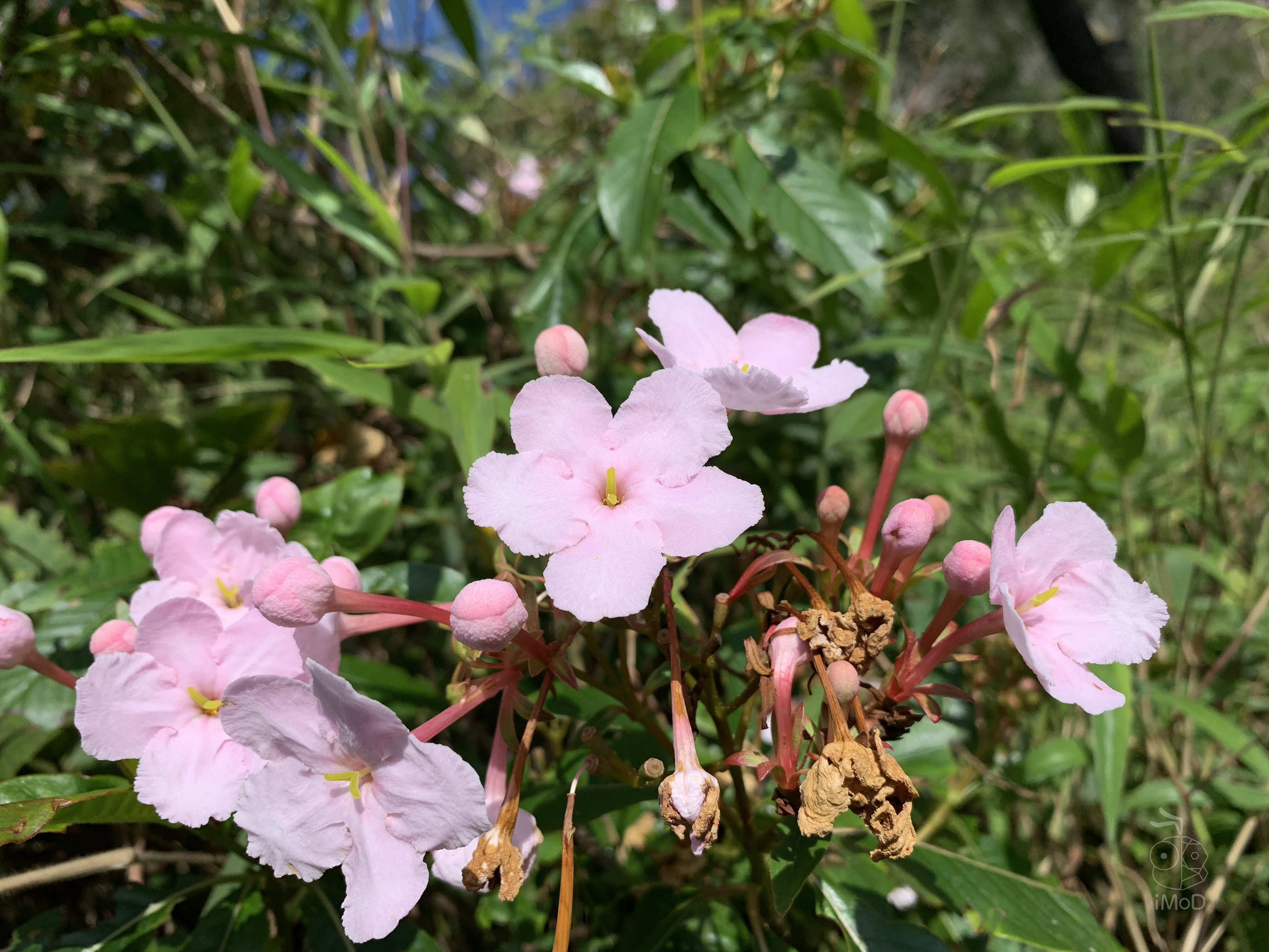 Photo Shot On Iphone Xr From Photographer Set 1 2006