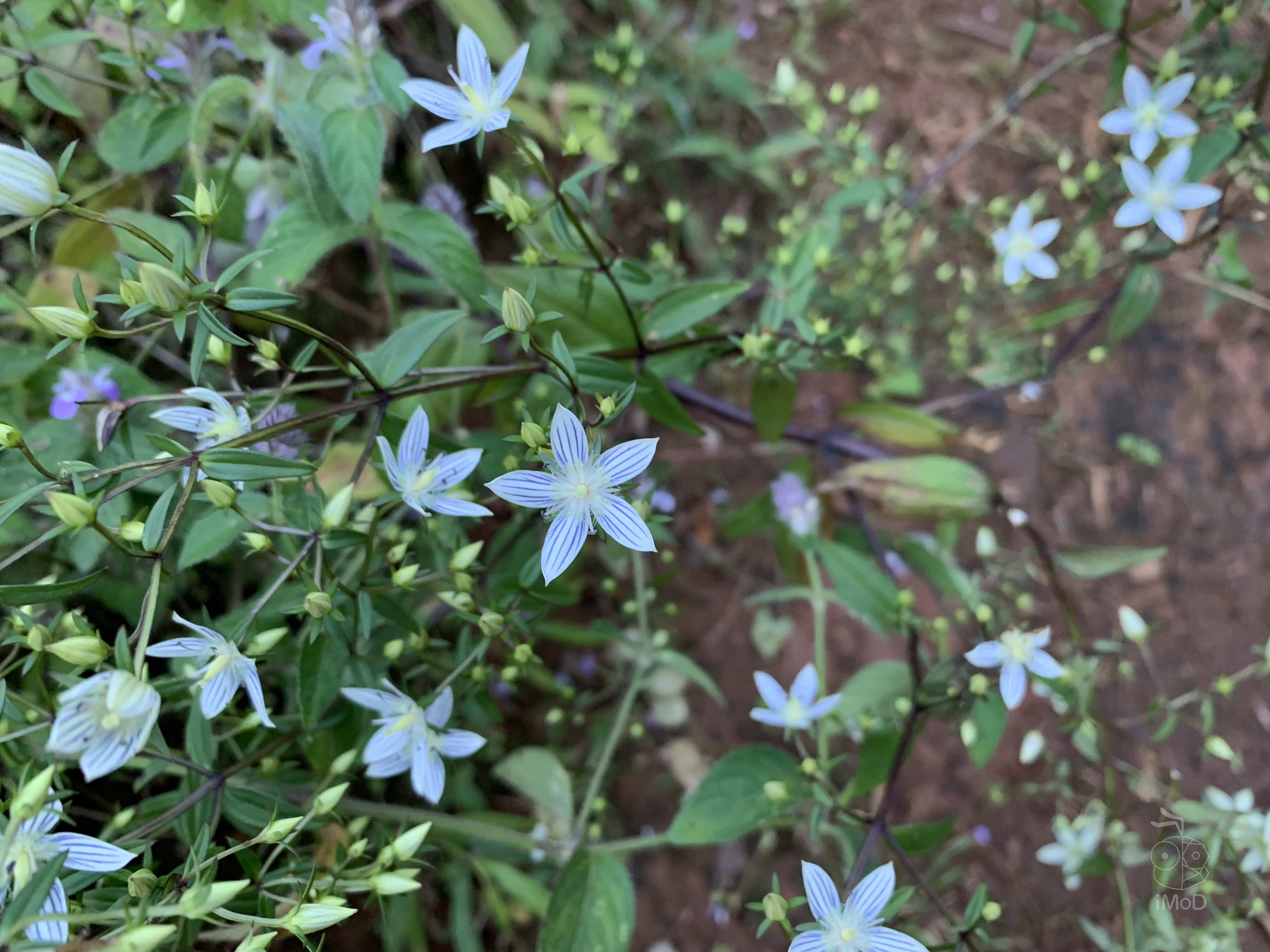 Photo Shot On Iphone Xr From Photographer Set 1 2011