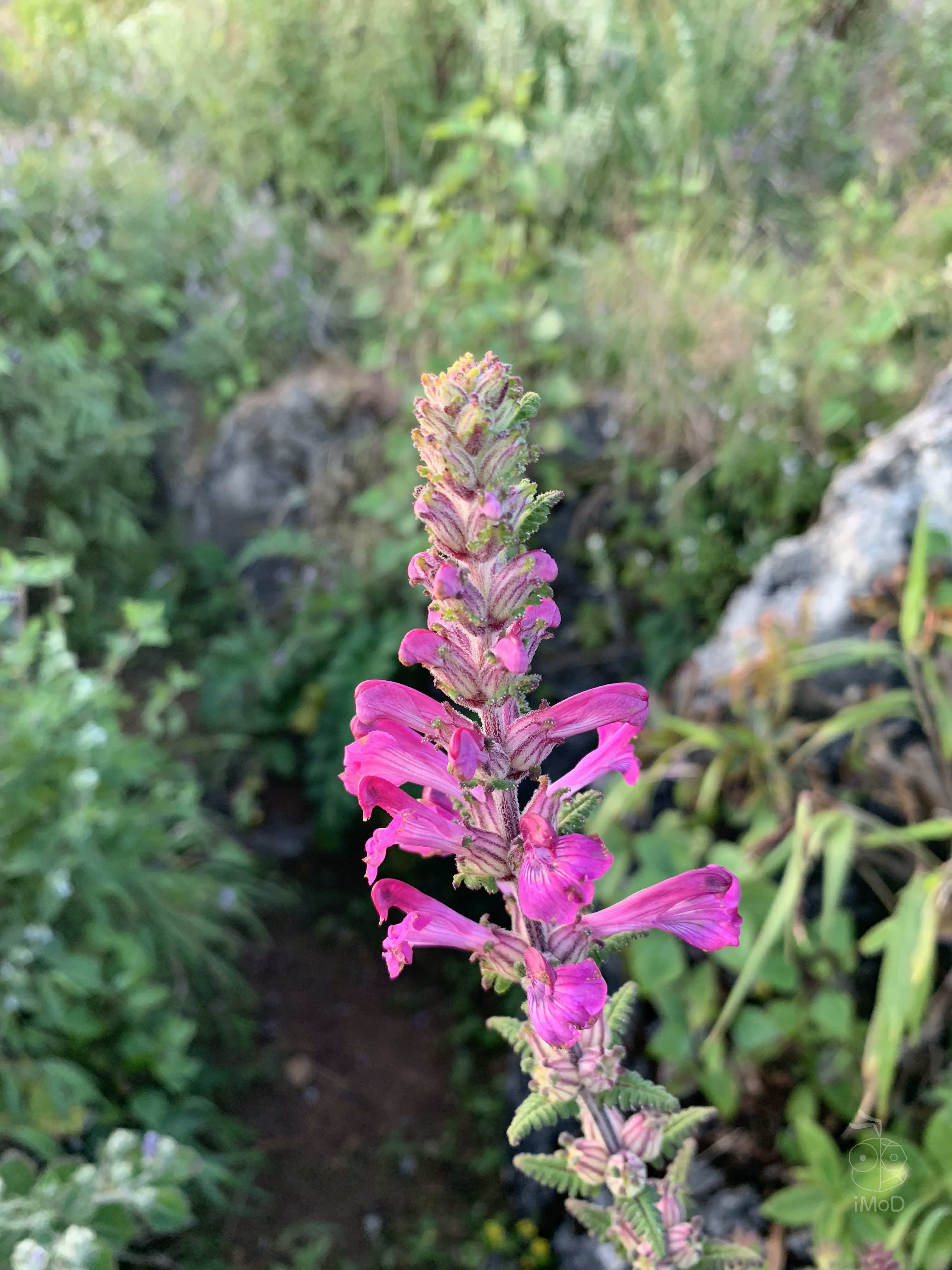 Photo Shot On Iphone Xr From Photographer Set 1 2012