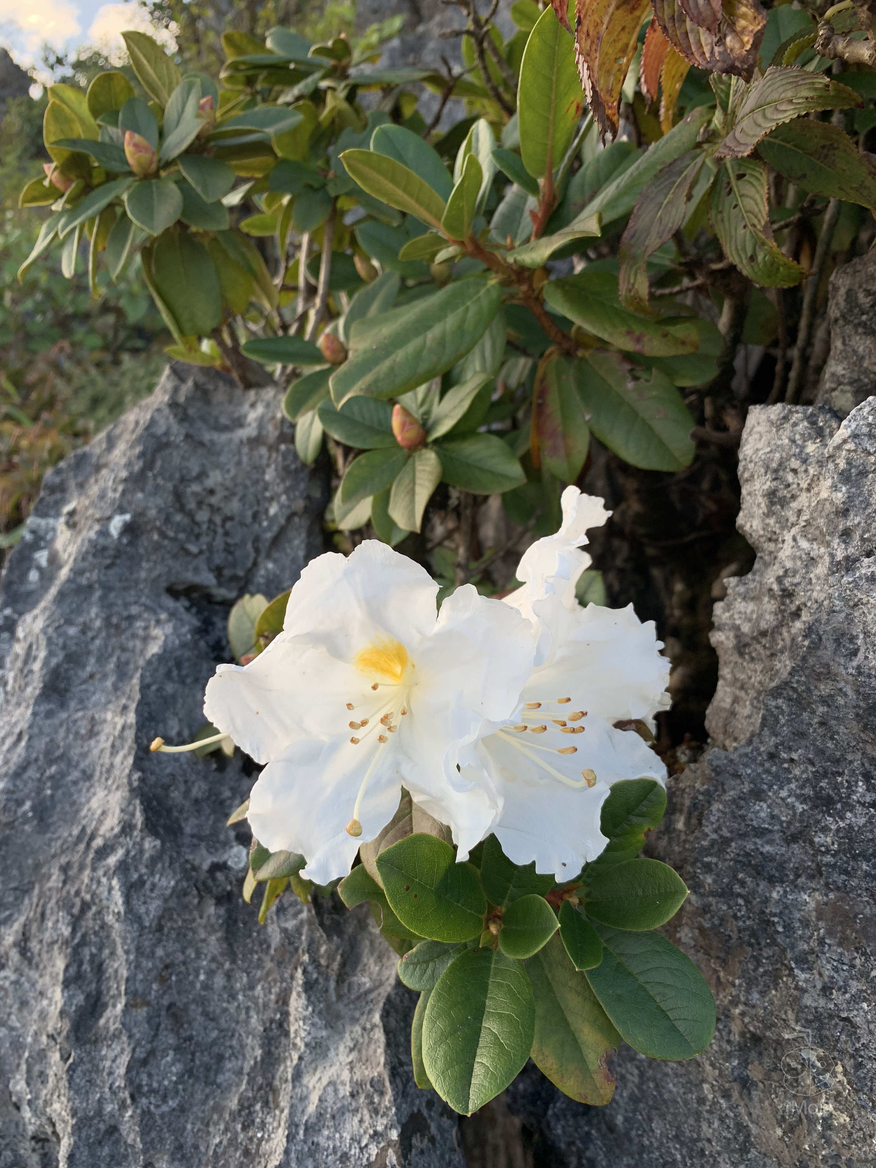 Photo Shot On Iphone Xr From Photographer Set 1 2013