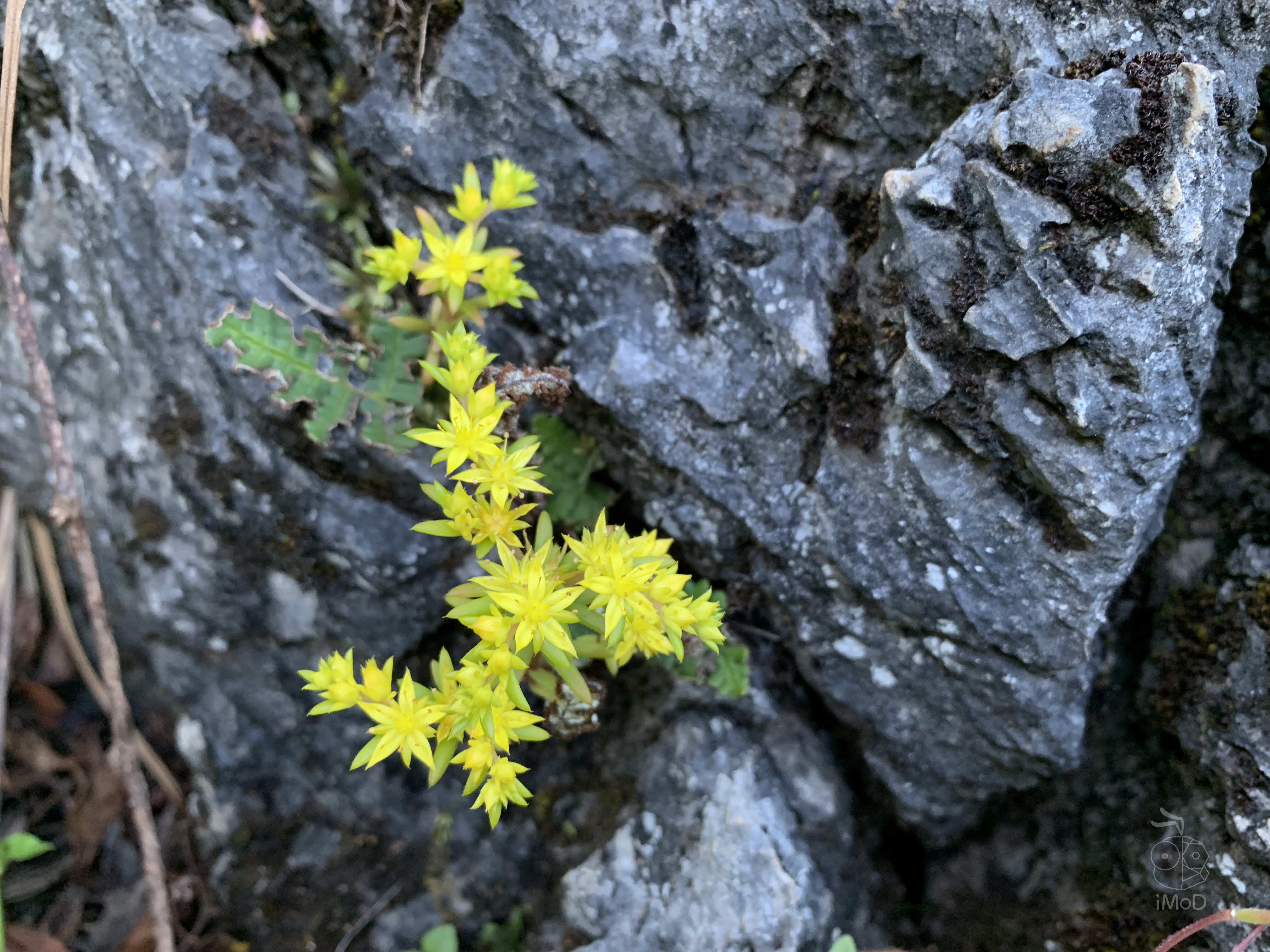 Photo Shot On Iphone Xr From Photographer Set 1 2019