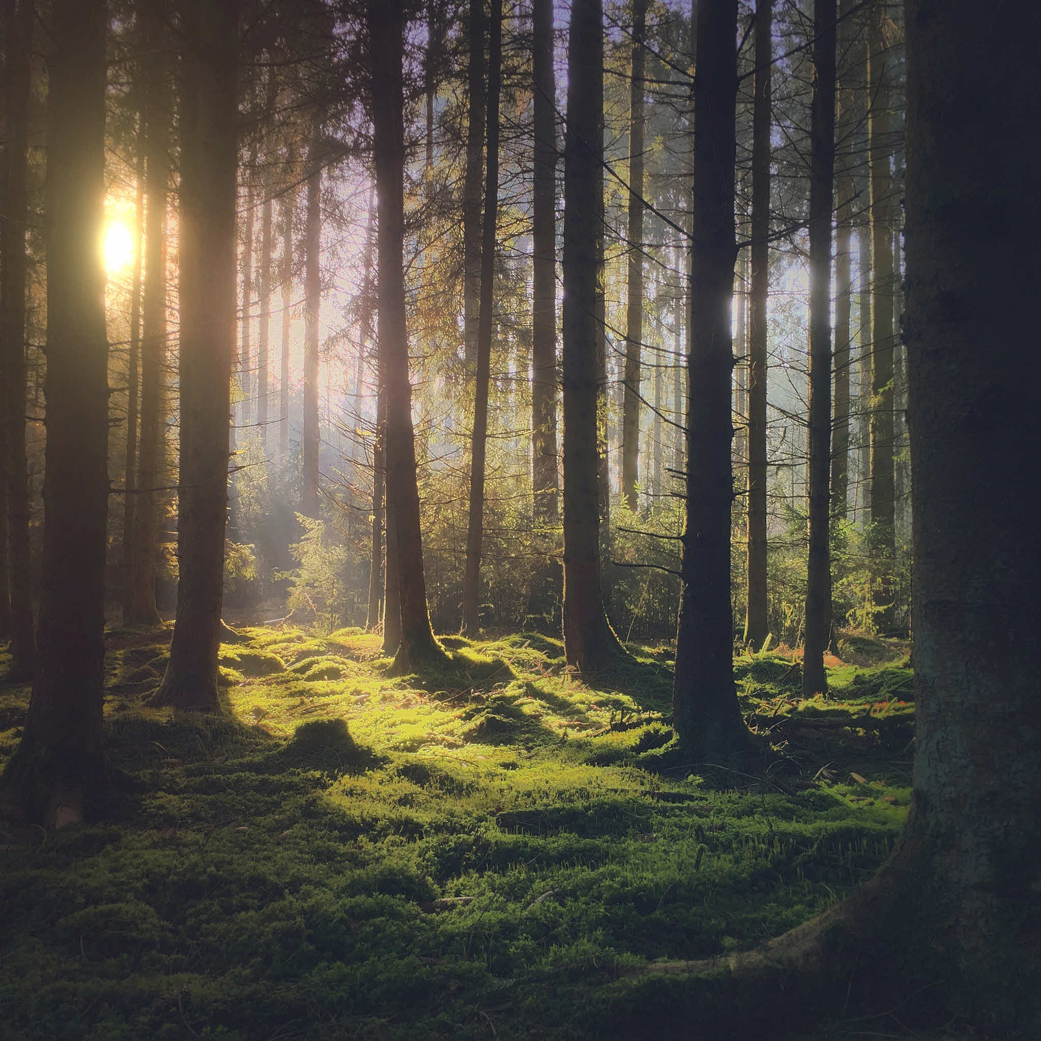 Shot On Iphone Challenge Announcement Forest