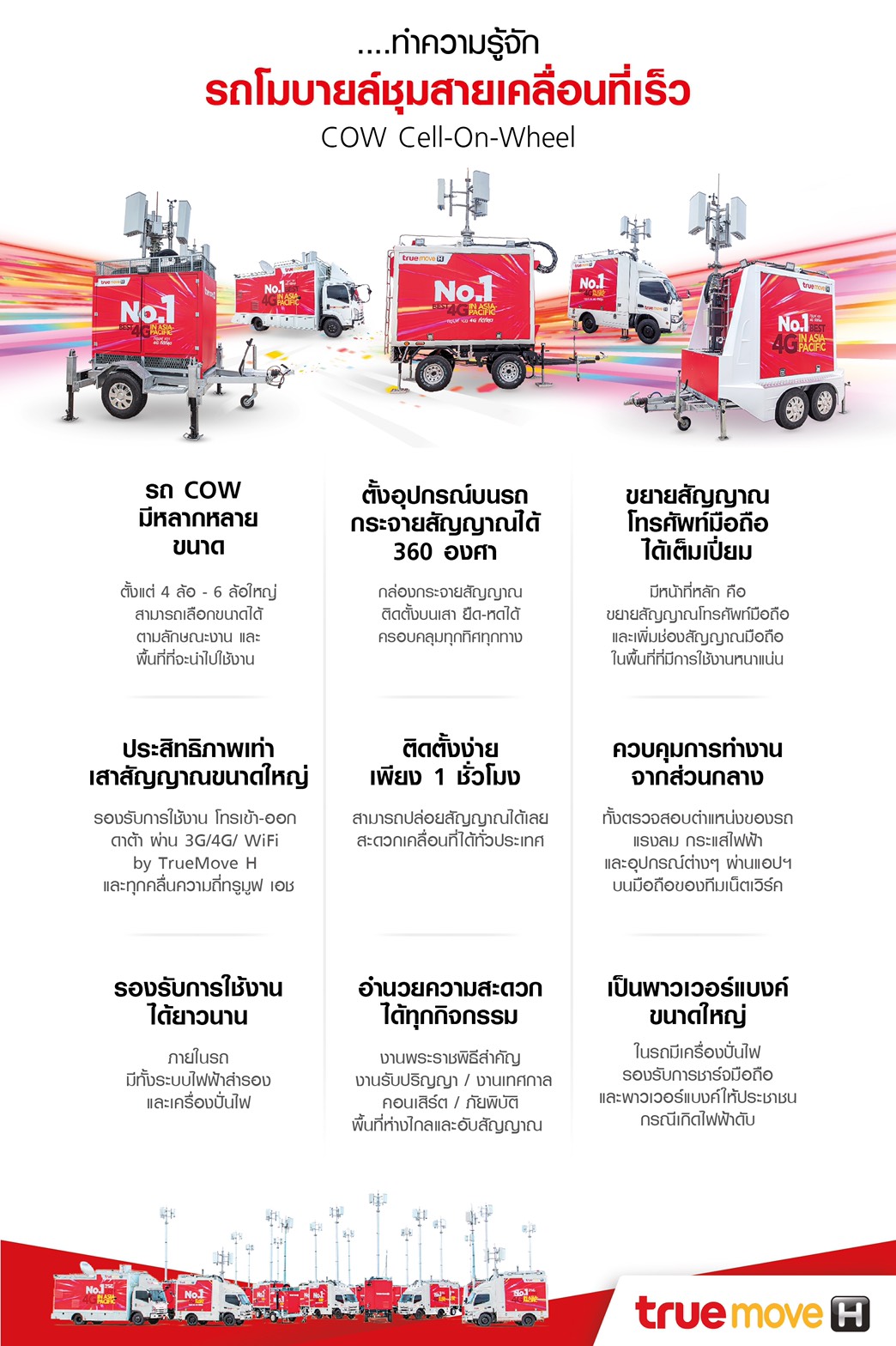 Tmh Cow Car Infographic