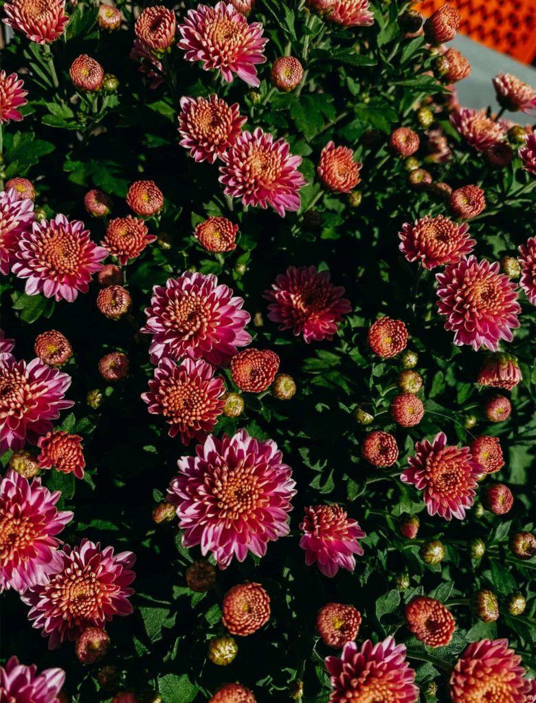 Apple Drw College Prep Students Student Photo 7 110619