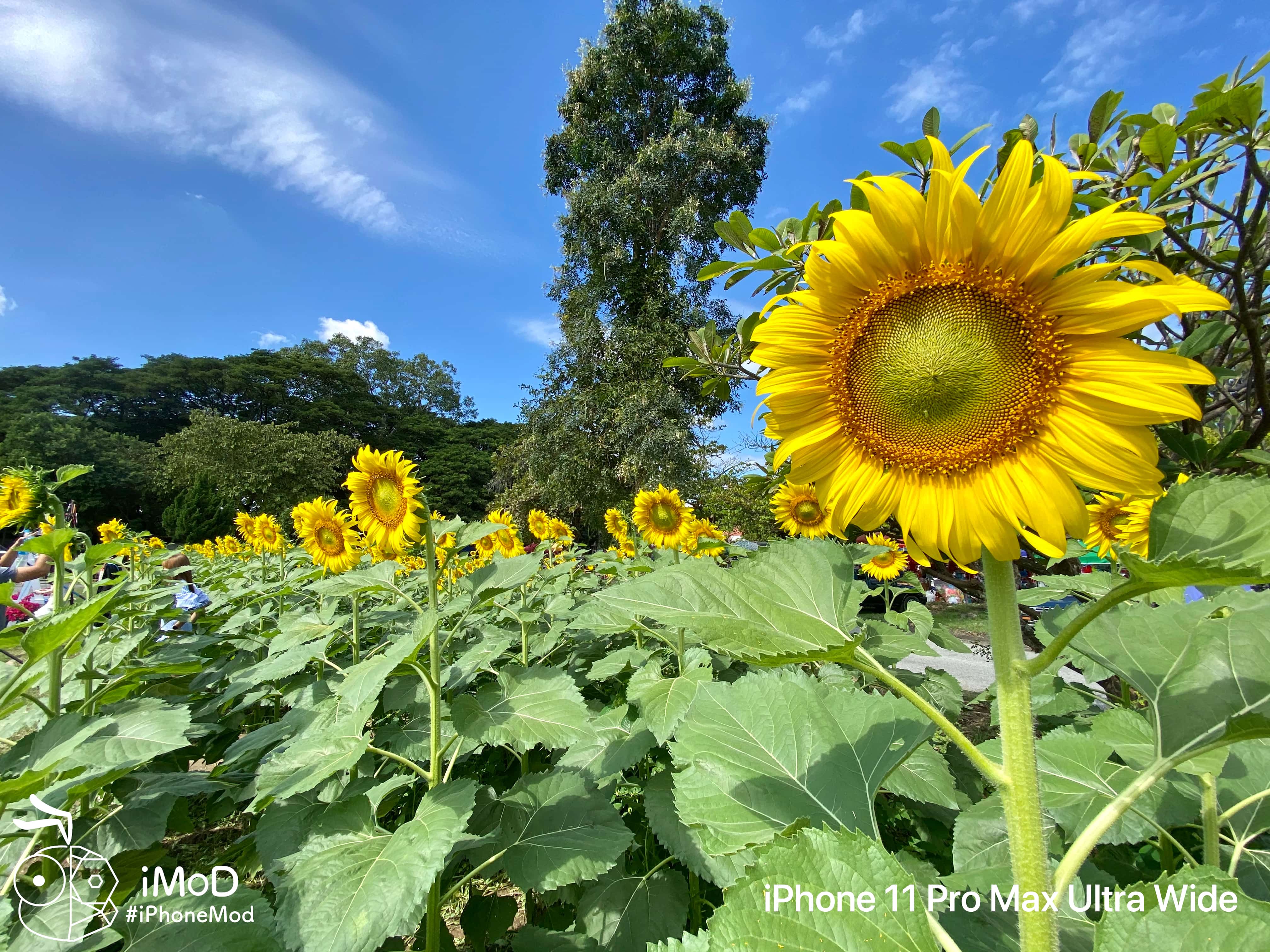 Iphone 11 Pro Max Ultrawide Outdoor Photo Img 16